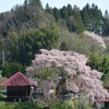 上石の不動桜