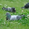 鳩がベランダに来るって幸せなこと不幸なこと？