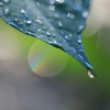 雨あがりの秋の朝