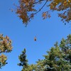 空中枯葉今日も発見