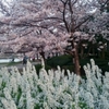   桜とユキヤナギ