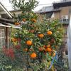 今年の家の畑は、何故かミカンが豊作です。