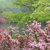 初夏の紅