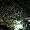 夜桜