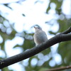 大阪城野鳥探鳥 2015/02/14 6:40-12:05