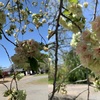 ●伊奈町法光寺の「グリーン色の桜」がピンク色に変わってきました。