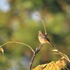 2022.11.8   河川敷の野鳥 ” ベニマシコ ” .......16選