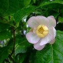 草木と花と自然の彩景