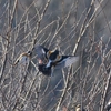 野鳥観察(アトリの大群、4箇所目の宝石、ゲラゲラゲラ)@2024_03_02