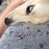 相変わらず‥どっちがよ