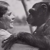 18年ぶりに再会した女性とチンパンジー。彼らは女性を覚えていた✨✨