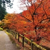 【丹波篠山もみじ三山】　松尾山　文保寺