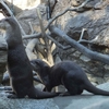 今年も目指せコンプリート！ 〜③上野動物園　その2