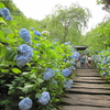 大輪のブルーあじさいが咲き乱れる鎌倉明月院。明月院への行き方と2015年あじさい状況。