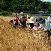 【無料公開用】自然菜園スクール『醤油＆味噌（小麦・大豆）コース』6/16（日)講義：醤油講座②コムギ栽培 実習：コムギの収穫、脱穀　ダイズの土寄せ