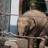 #上野動物園#アルン