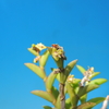 Dendrobium indivisum