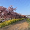 【茅ヶ崎】小出川の河津桜とジャンクションを見に行ってみた