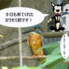 カワセミの餌場と化した池