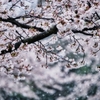 雪と桜