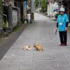 崎津集落の猫と風景
