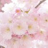 桜の花のお薬になる使い方