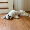 朝から暑いらしいです