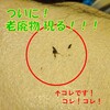 ついに！老廃物現る！！！