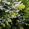 嵯峨野・竹林の小径と桜