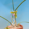 Encyclia bracteata