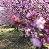 根府川駅のおかめ桜