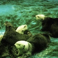 ラッコがいなくなった動物園水族館は ラッコ飼育実績のある施設まとめ アリエスコム Ariescom