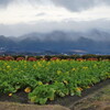 菜の花と比良山