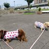 朝の散歩