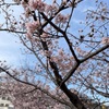 連休中日、久しぶりの青空に鎌倉の桜