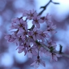 飛騨の春景色【肴のしだれ桜・・・満開！！】