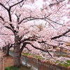 4月21日…外旭川の草生津川桜並木★その2