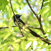 都市公園のサンコウチョウ