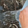海水で栽培のサツマイモの畑、今年前半の作業は終了。草の勢いはかなり強いが、やるだけやった。