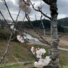 桜の開花宣言〜🌸