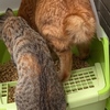 保護猫 子猫のエル 成長記録 生後3ヶ月 【ウ○コを見守る 】