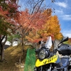 紅葉間近、イチョウの大木を見に福井県小浜市へツーリング