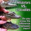 7 main differences between Alligators Vs Crocodiles!