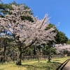抹茶ドーナツがおいしいのが悪い