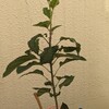 リンゴ成長記⑥