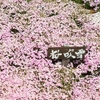 花夢の里（かむのさと）の花風景 ⑤ （広島県世羅郡世羅町）