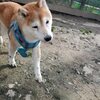 老犬ホームあん｜ユキチ 虹の橋を渡りました。