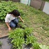 野菜収穫しました！