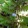 庭の草花（安易だなあ）