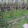 久々に「ばら藪」に潜り込みました